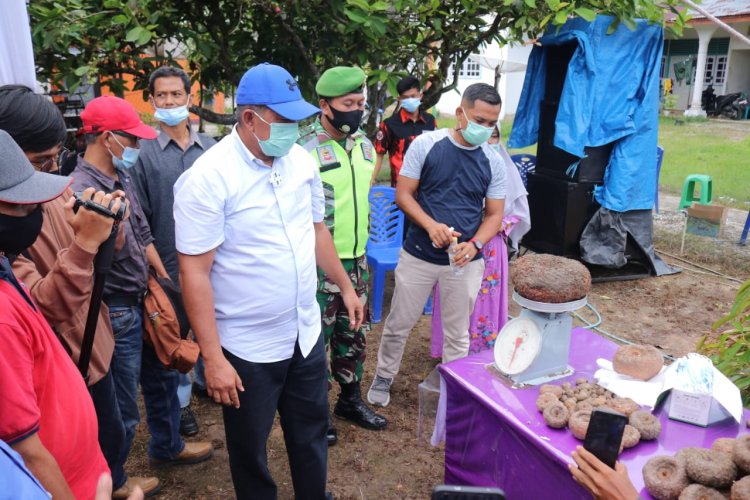 Bupati Siak Tinjau Perkebunan Porang di Menpura, Optimis Untung dari Kelapa Sawit